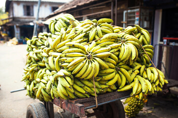 Bunches of bananas fresh cut from a tree on sale in the market in Asia. Banana Varieties, street bazaar in India