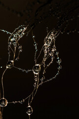 Abstract background with dew drops on fine hairs on a dark background