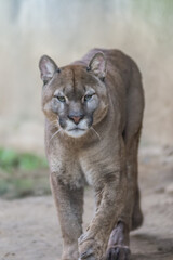 Naklejka premium portrait of a large puma approaching