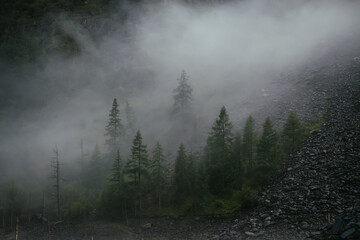 Minimal mountain scenery with low clouds among coniferous trees on steep slope. Minimalist alpine landscape of mountainside with tops of firs in low clouds. Silhouettes of trees in fog on mountain.