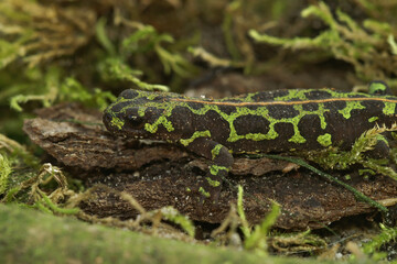 Closeup of a well camouflaged terrestrial juvenile marbled newt, Triturus marmoratus on green moss
