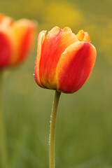 Fototapeta premium orange tulip on a green background