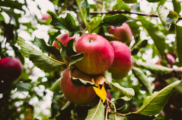 apples on tree