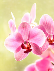 Fototapeta na wymiar orchid on a light green background close-up