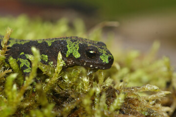 Facial closeup of a terrestrial juvenile marbled newt, Triturus marmoratus on green moss
