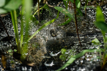 Litte Spider on water droplets