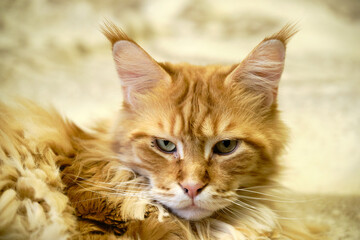 Red cat lying on the floor in the room