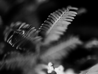 Black and white leaf