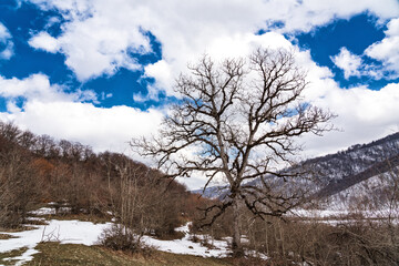 Fototapeta na wymiar Big bare tree, snow melting, springtime