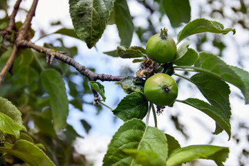 Apple branch with unripe fruits (ovaries). Small green apples on tree. Concept of apple growth on branch. Apple tree with fruit in garden. Spring time in orchard. Close-up. Selective focus.