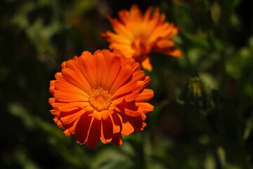 Orange flower of calendula. A useful plant used in medicine.