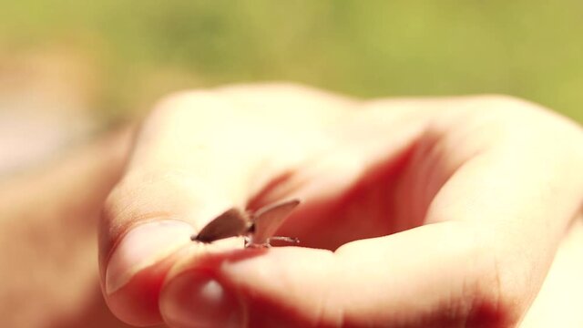 A pair of Catochrysops strabo butterflies mating and perched on a man's finger, candid moment of rural life 