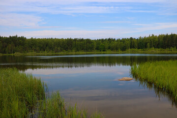 View of a small lake in the forest on a summer day.