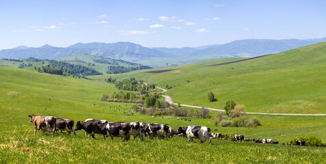 Fototapeta na wymiar Green meadows and mountain slopes, summer, panorama nature, cows in a meadow, pasture, Altai