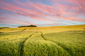 Summer landscape over agricultural farm field of crops in late afternoon - 418495958