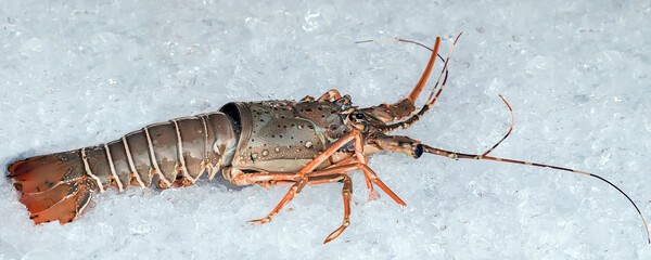 Spiny lobster