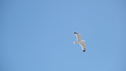 Single huge and big seagull birds flying free on sky during sunny weather.