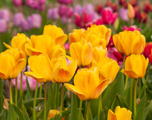 Fototapeta premium variety colors tulips background on spring.