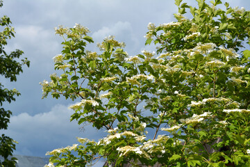 Blooming viburnum bush with white flowers on the background of cloudy sky. Spring garden.