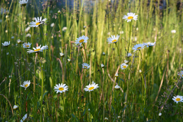 Summer meadow with flowering daisies and green herbs