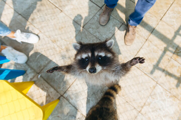 A cute little raccoon standing on its hind legs raised its front legs in a gesture calling for a hug