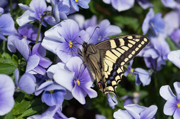 キアゲハ（Papilio machaon）