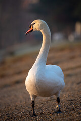 Swan in a beautiful soft morning light