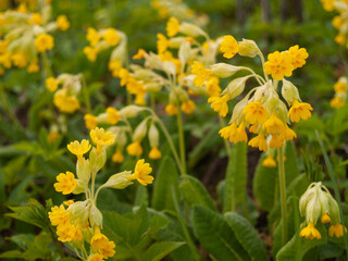 yellow Primula veris flowers on spring.