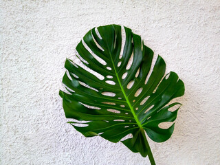 Monstera big green leaf jungle unique tropical pattern design. Isolated on a white background of decorative plaster © Sofya