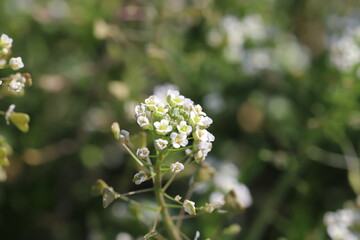 冬の野原に咲くナズナの白い小さな花