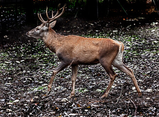 European red deer male running in the forest. Latin name - Cervus elaphus hippelaphus