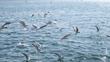 Groups of seagulls in bosphorus istanbul. Seagulls are flying on the sea and landing on water.