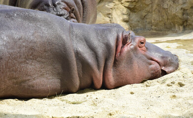 hippopotamus rest