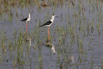 black winged stilts in small water pond 