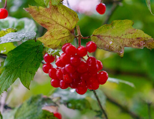 Bunches of red viburnum berries on a branch in the garden. Viburnum berries and leaves outdoors in autumn.