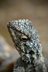 close up of a lizard