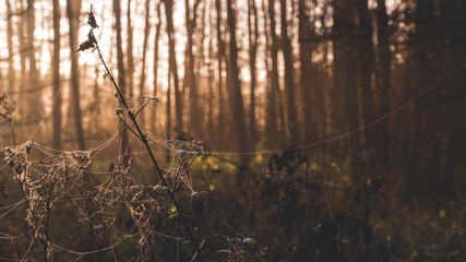 Pajęczyna na krzakach o poranku z drzewami w tle  © Jakub