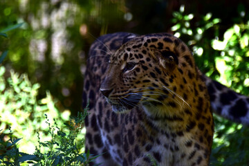 leopard closeup