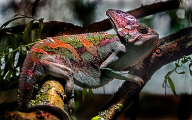 Veiled chameleon or yemen helmeted chameleon. Latin name - Chamaeleo calyptratus - obrazy, fototapety, plakaty