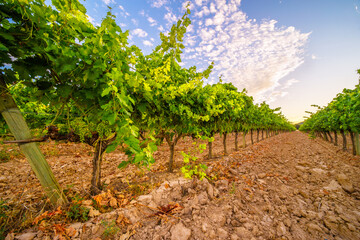 Fototapeta na wymiar organic vineyards at sunset