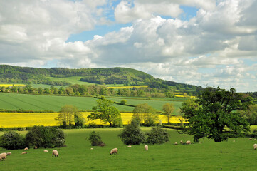 Lush green hills and summertime fields