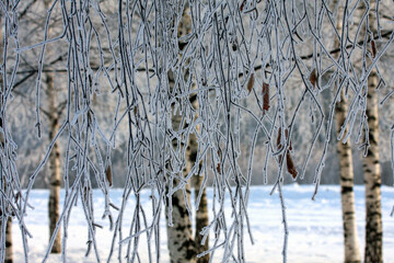 hanging frosty birch branches