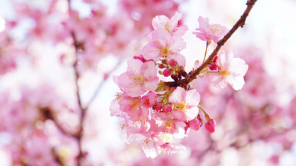 満開の河津桜アップ