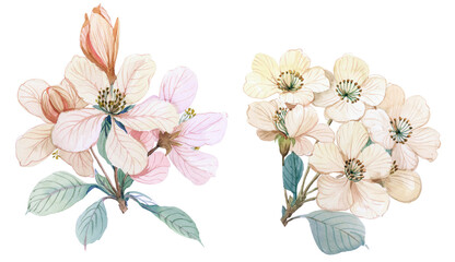 Flowers watercolor illustration.Manual composition.Design for cover, fabric, textile, wrapping paper .