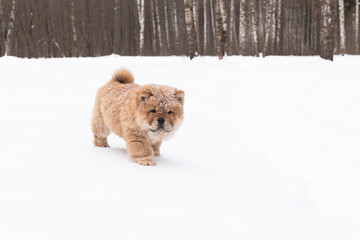 A Little fluffy funny puppy chow chow in winter in the park