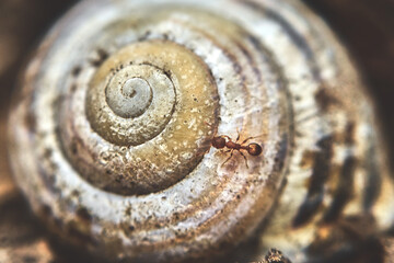 Mrówka i muszla The ant and shell © Pawel