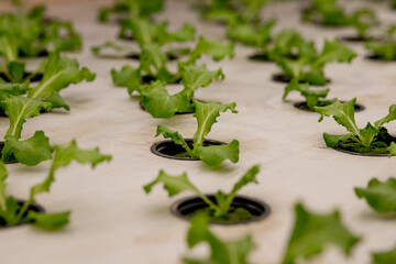 Germination salad on rockwool for hydroponic. Preparing for the cultivation of plants in the...