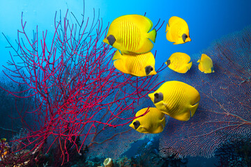 Underwater image of coral reef and School of Masked Butterfly Fish
