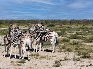Obraz na płótnie Canvas Damara zebra, Equus burchelli antiquorum, take care of each other's fur in Etosha National Park. Namibia