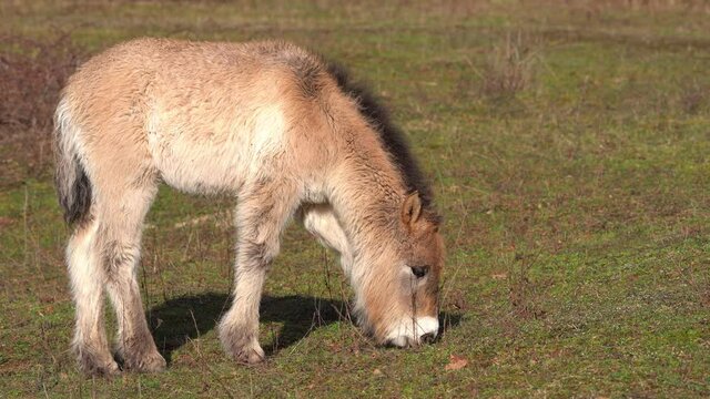 Przewalski Fohlen 